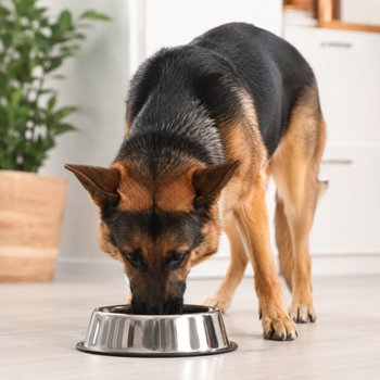 dogsnack