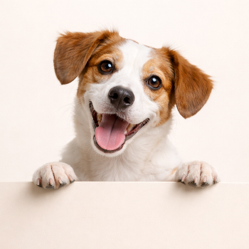 dogsnack