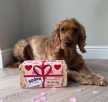 Soopa - The best dog fém ajándékdoboz jutalomfalatokkal és plüssel