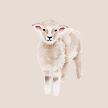 Bárányos jutalomfalatok