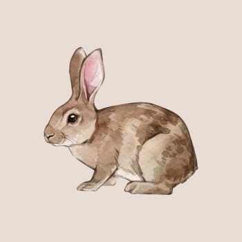 Nyulas jutalomfalatok