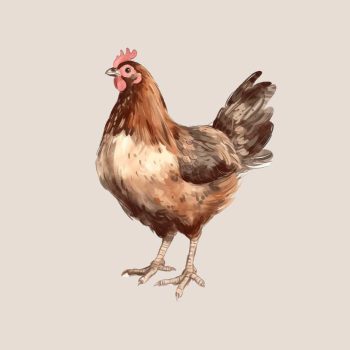 Csirkés jutalomfalatok