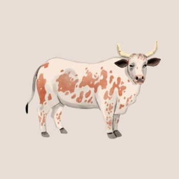 Marhás jutalomfalatok