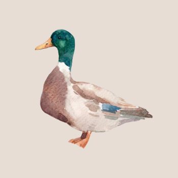 Kacsás jutalomfalatok