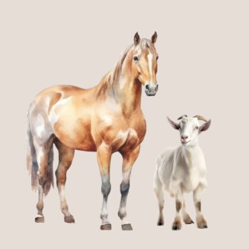 Ló és kecskés jutalomfalatok