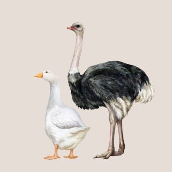 Strucc és libahúsos jutalomfalatok